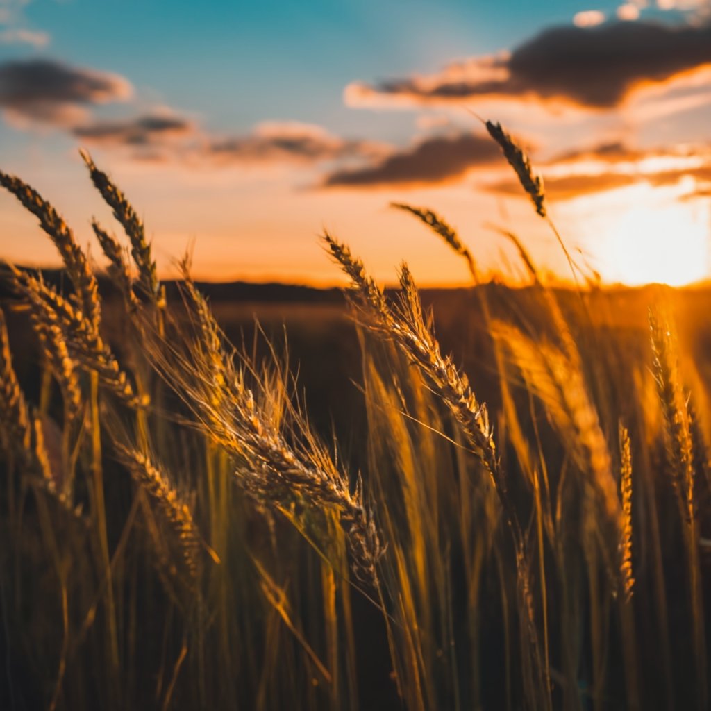 Wheat heads against a sunset sky